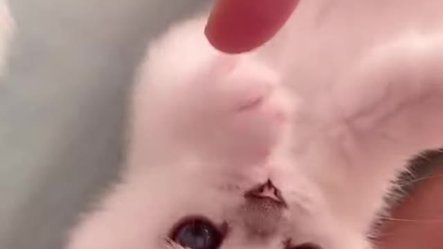 Verry cute cat video 2022