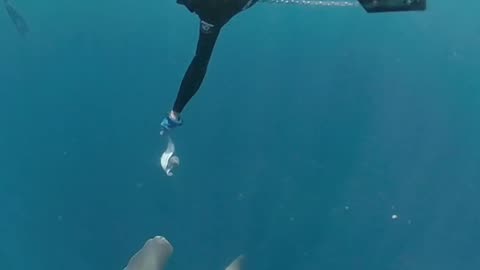 Wildlife