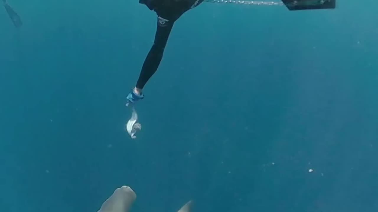 Wildlife