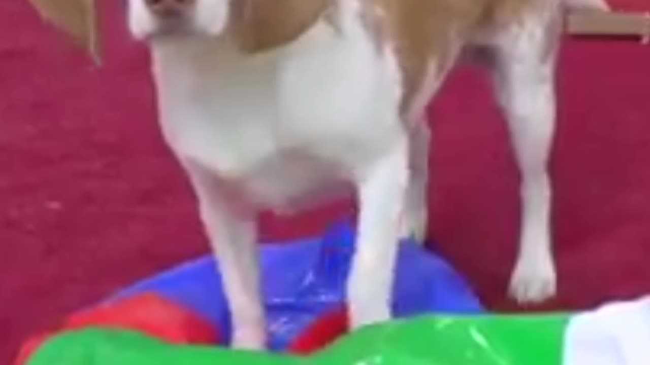 Smart dog🐕