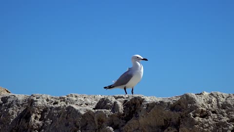 Sea Bird