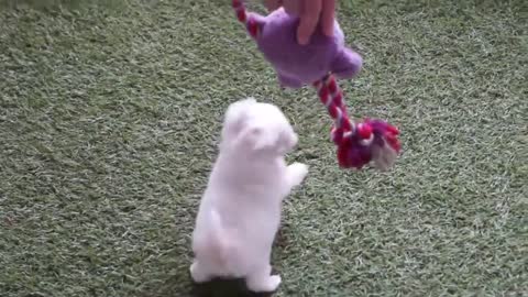 White Tiny cute puppy furry Male Maltese