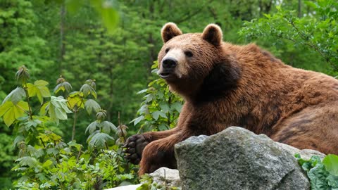 a video of a bear