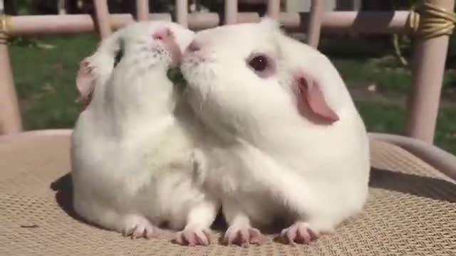 Guinea pigs eat, I can watch it on loop all day!