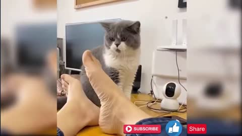 قطط ميمز مضحكه Funny Videos Cat memes