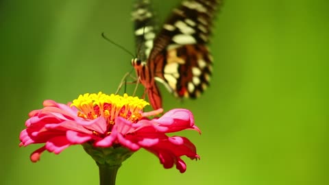 butterfly on the rose