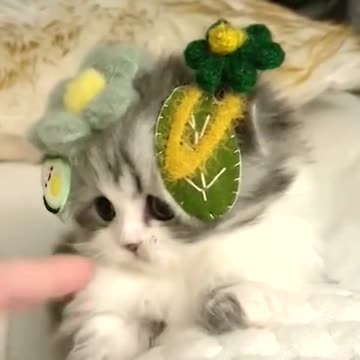 Also hanging milk bottle kitty