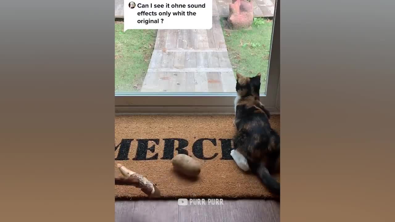 Cucumbers Are Cat's Enemy - Funny Pet Reaction 😹😹
