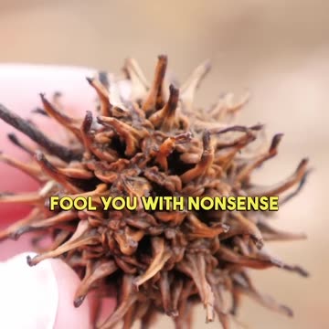 Medicinal trees you should know