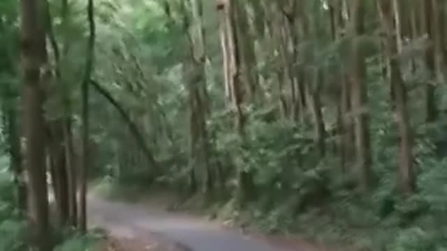 Vlog