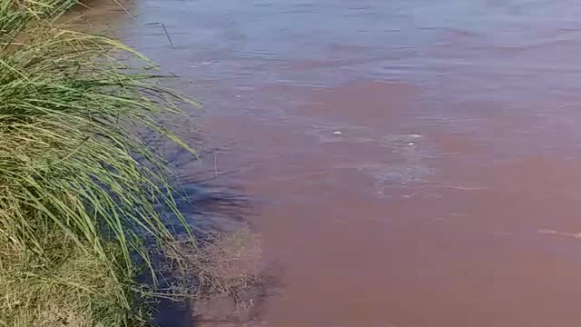 A devastating flood has come in Chanab river.