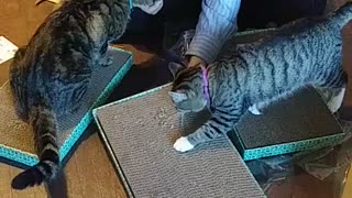 Cats are happy to finally receive their toys