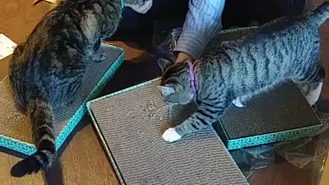 Cats are happy to finally receive their toys