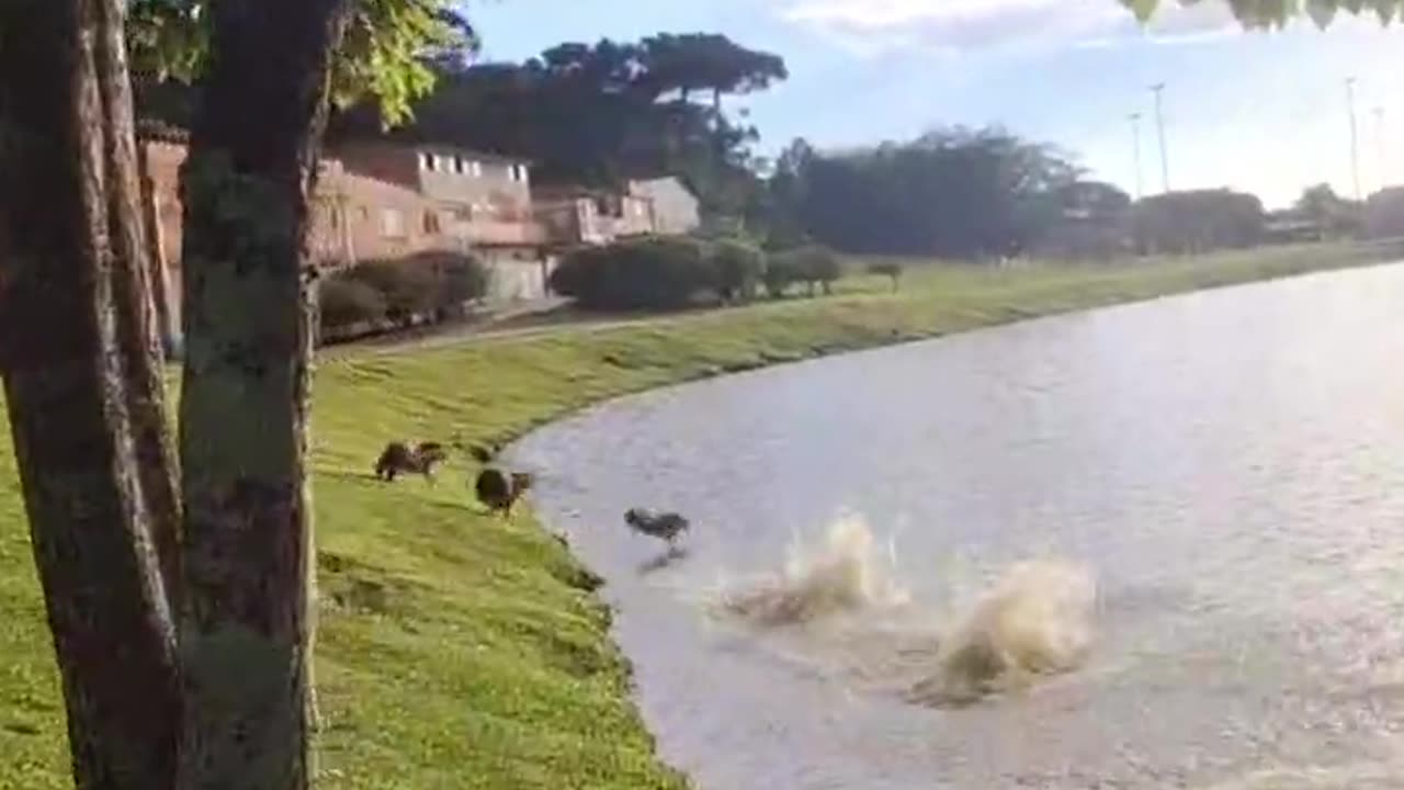Synchronized Capybaras Jump Into Water