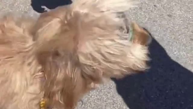 First Goldendoodle to touch the sky?