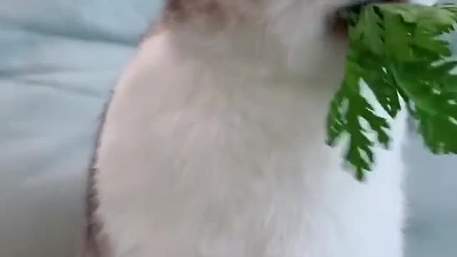 Cute Animal Short Video