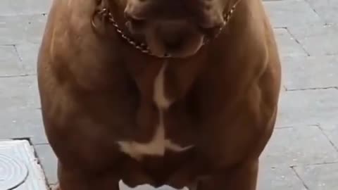 pitbull dog