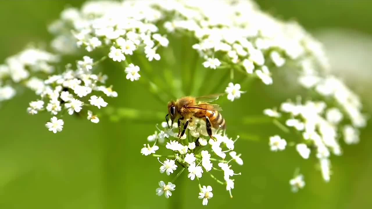 Hard-working little workers in a honey factory