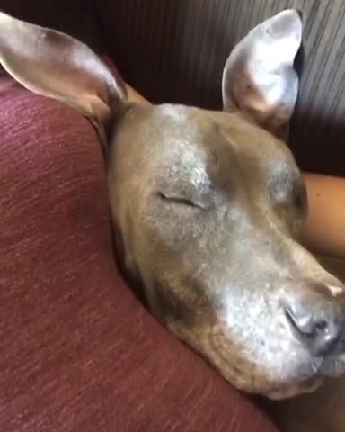 Pitbull snuggling with pregnant belly