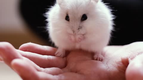 Hamster eats snack in the laziest No Way