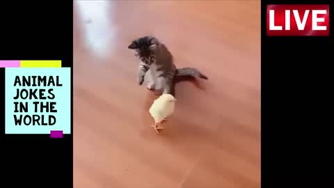 kitten vs chick