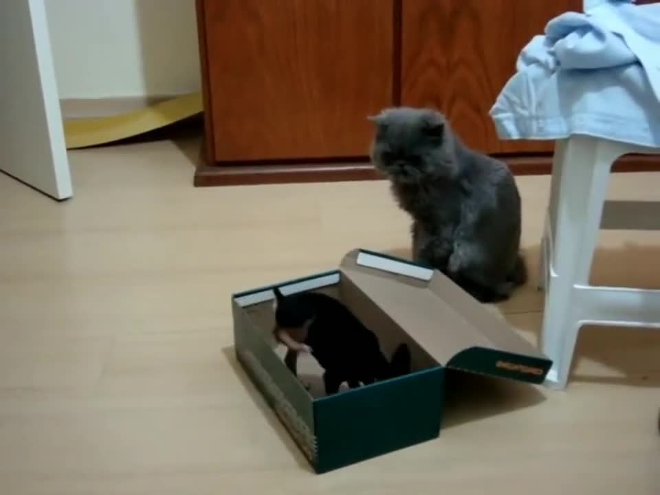 mini pinscher pure hate don't mess with my box meme you already know can't laugh kkkk