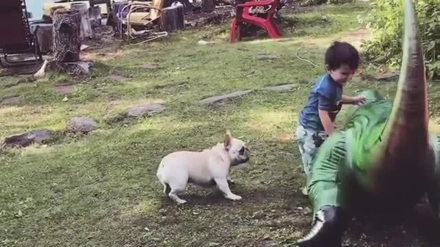 Little boy blowup trex white frenchie fall over