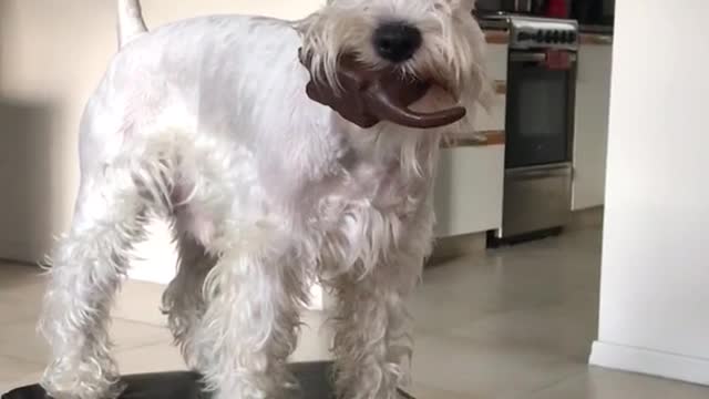 White dog playing with brown squeeky toy in living room jumps on black foot rest