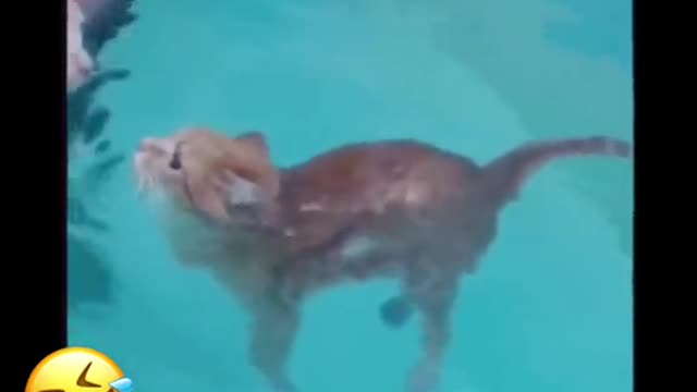 cat floating in a pool