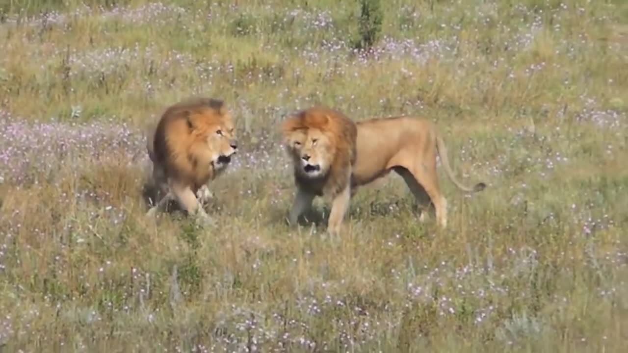 Male Lion, Fierce Battle To Protect The Territory. Don't Mess With a Lion's Territory