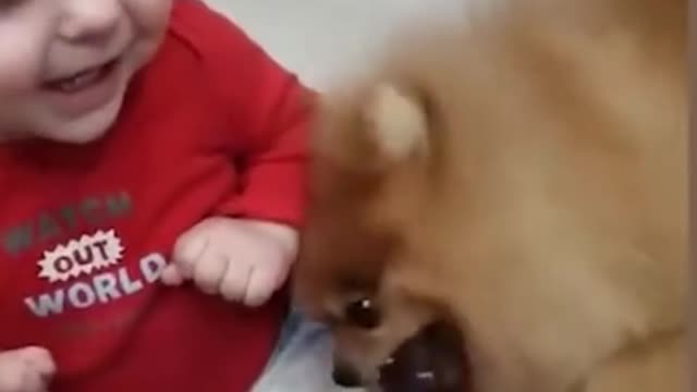 The best Amazing video of baby and funny dog.