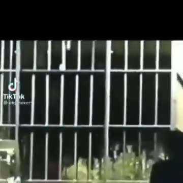 Bigfoot 😆🤣😂