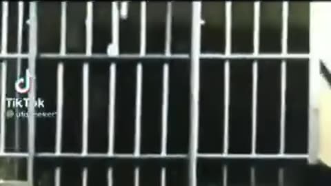 Bigfoot 😆🤣😂