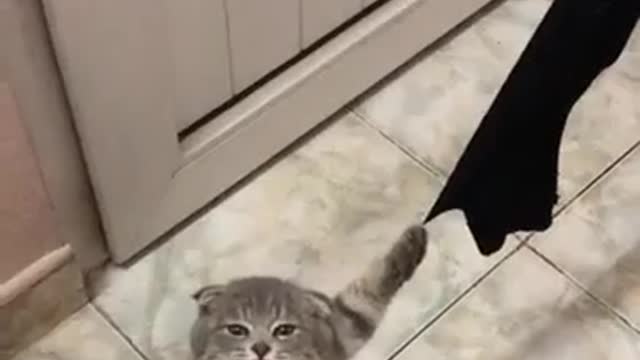 Played out, stuck with claws🤣🤣🤣Доигрался, застрял когтями🤣🤣🤣