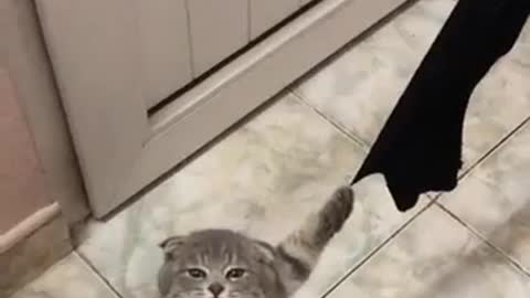 Played out, stuck with claws🤣🤣🤣Доигрался, застрял когтями🤣🤣🤣