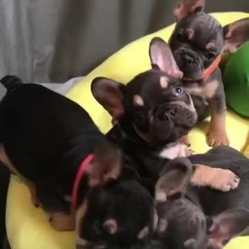 Bulldog puppies adorable relax together