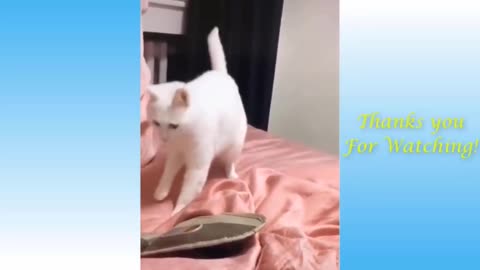 cat dances on his owner's beats