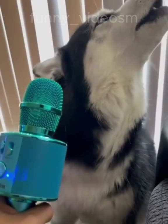 funniest cat and dog video, viral, blast touch,