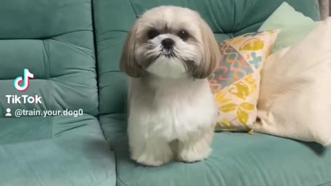 Cute dog