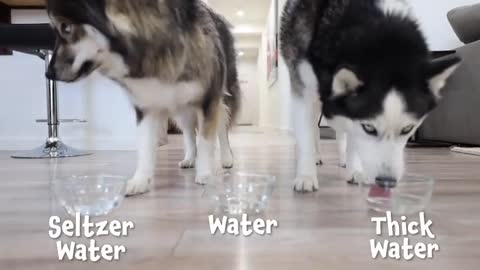 My Huskies React To Trying Thick Water!