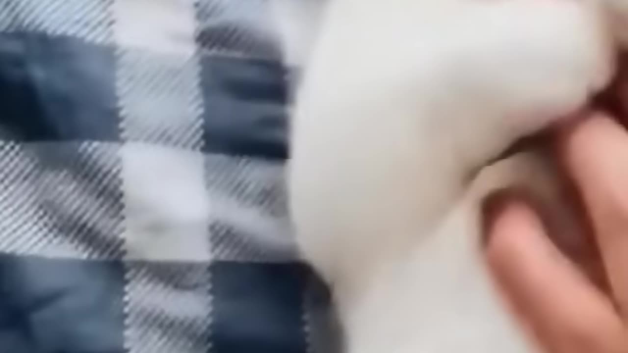 Funny Cats And Dogs | Funny Animal Video 😂