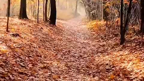 A breeze blowing, maple leaves like a small bell issued a crisp ring