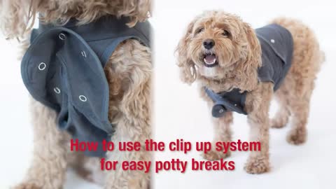 Dog Recovery Onesie - Cone Alternative - After Surgery Wear