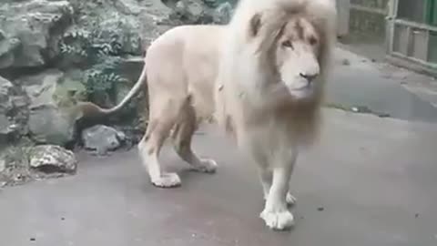 Lion Afraid Of Bubbles