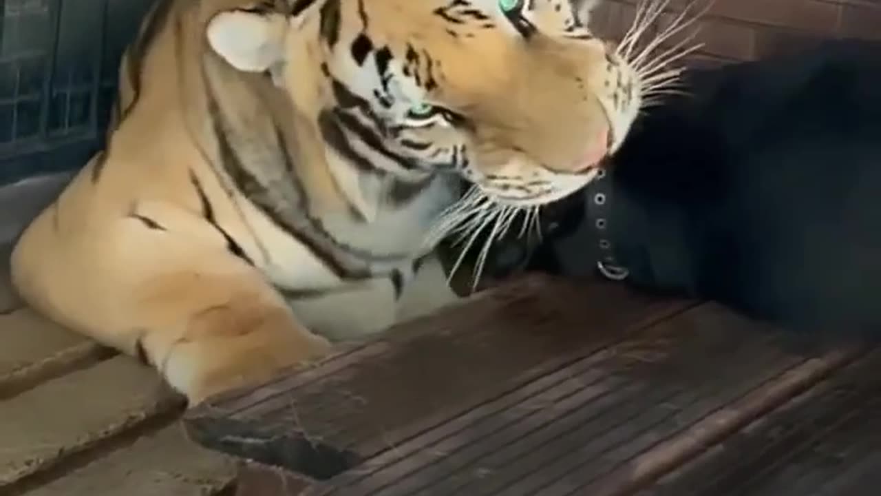 Tiger and dog fight