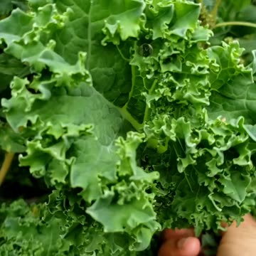 Harvesting as YOU grow #vegetablegarden