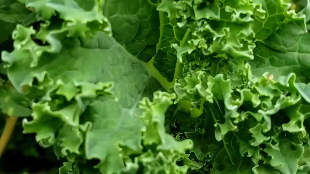 Harvesting as YOU grow #vegetablegarden