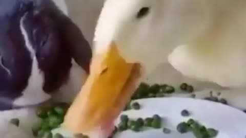 Ducks are eating like crazy