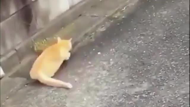 Catch me if you can cats playing