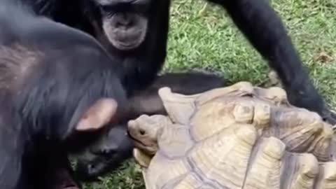 Monkey with turtle #shorts